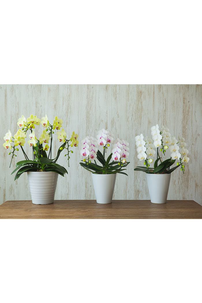 ミディ胡蝶蘭 ５本立ち 赤リップの写真6枚目