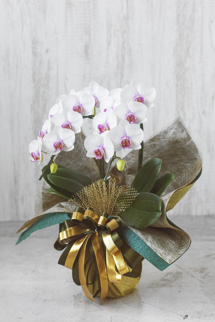 ミディ胡蝶蘭 ２本立ち 赤リップ