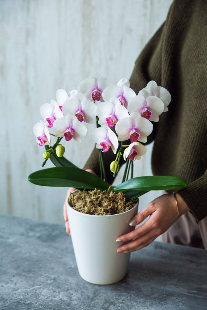 専用＊迎春2024 2色の胡蝶蘭グリーン 正月飾り(フェイク) 専用＊迎春