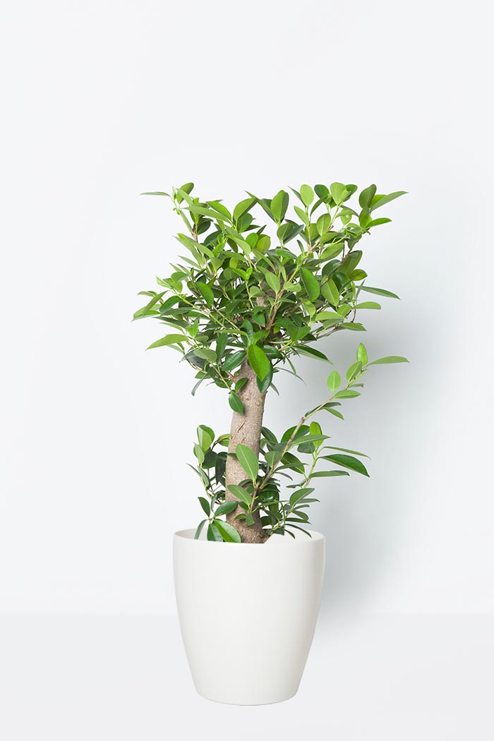 観葉植物 ガジュマル 8号鉢 公式 Hanaprime 花と植物のギフト通販