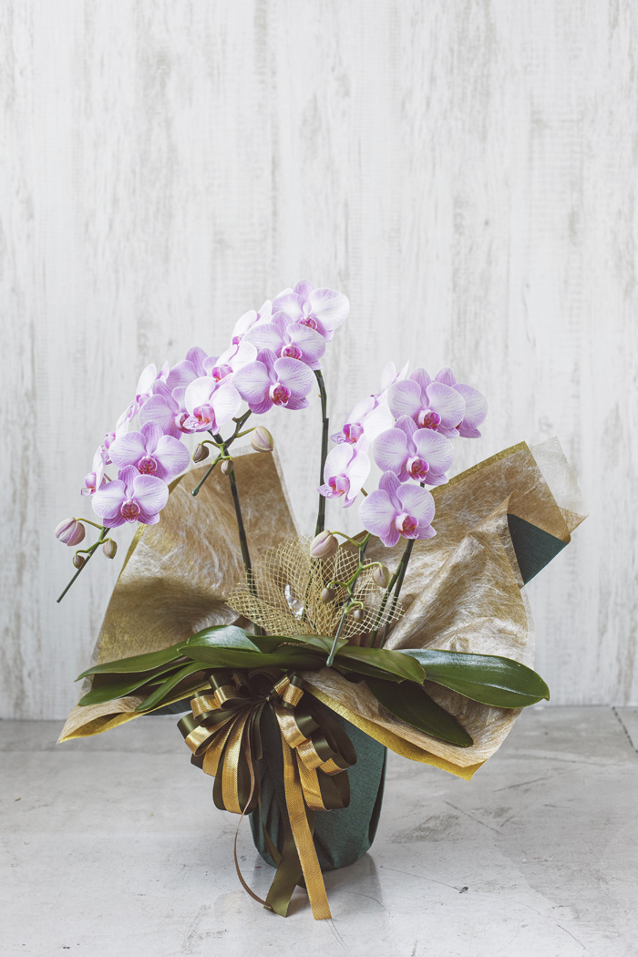 ミディ・中輪胡蝶蘭 ３本立ち ピンク