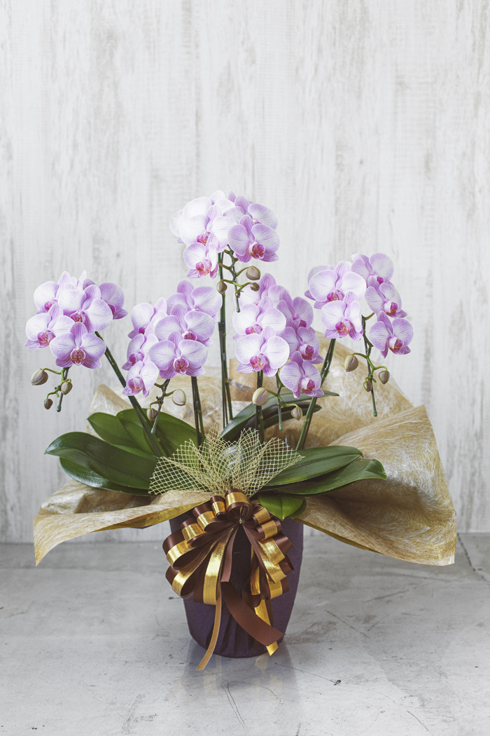 ミディ胡蝶蘭 ５本立ち ピンク