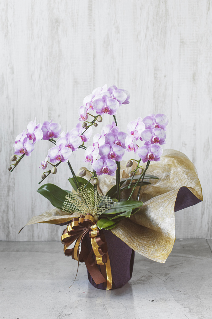 ミディ胡蝶蘭 ５本立ち ピンク