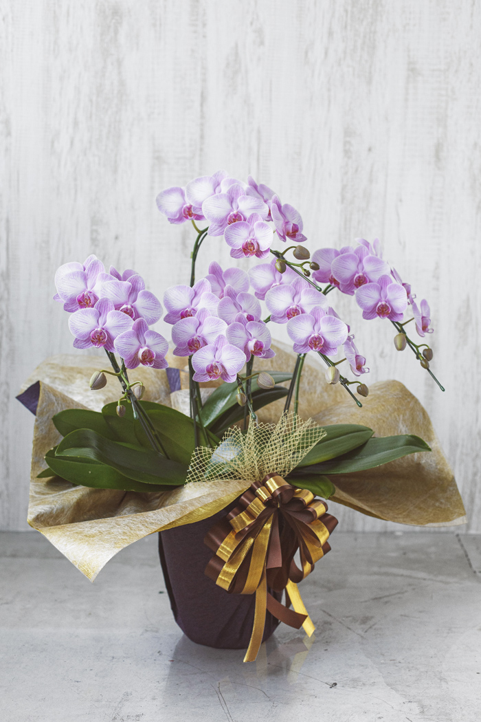 ミディ胡蝶蘭 5本立ち ピンク｜【公式】HanaPrime｜花と植物のギフト通販