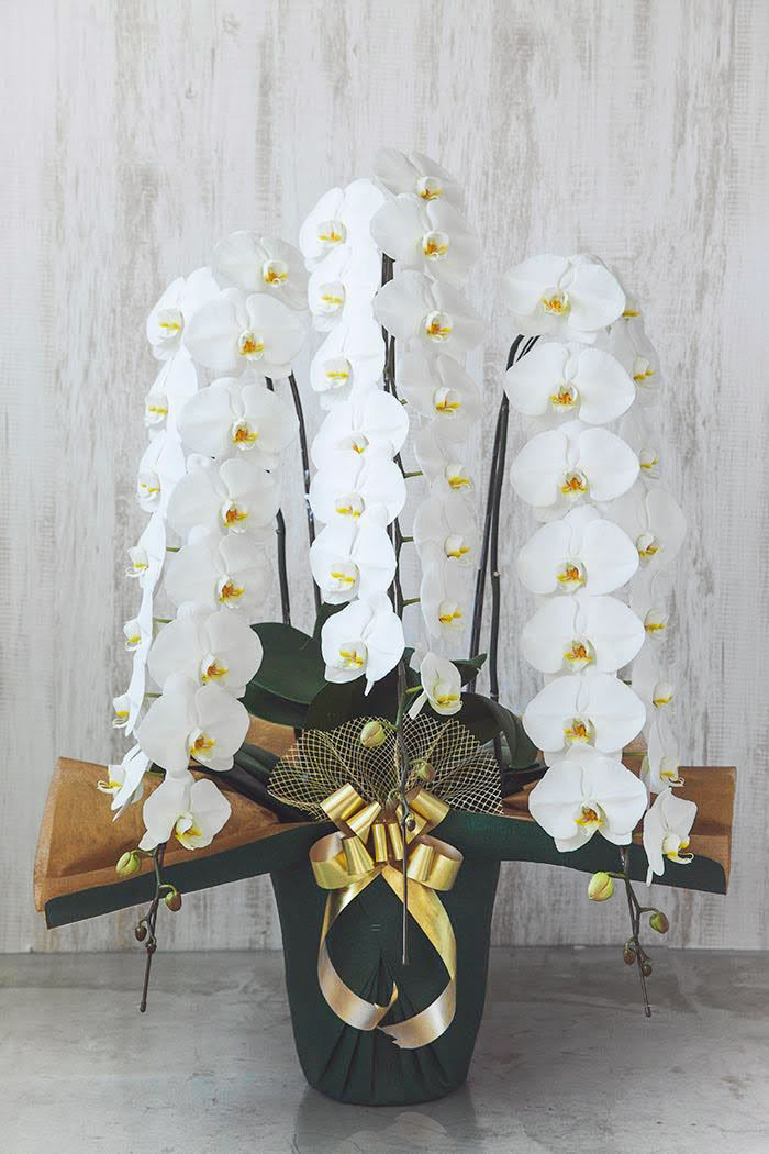 胡蝶蘭 大輪 48輪～51輪 3本立ち 白の写真1枚目