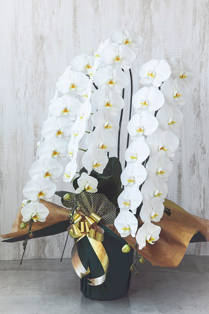 胡蝶蘭 大輪 48輪～51輪 3本立ち 白