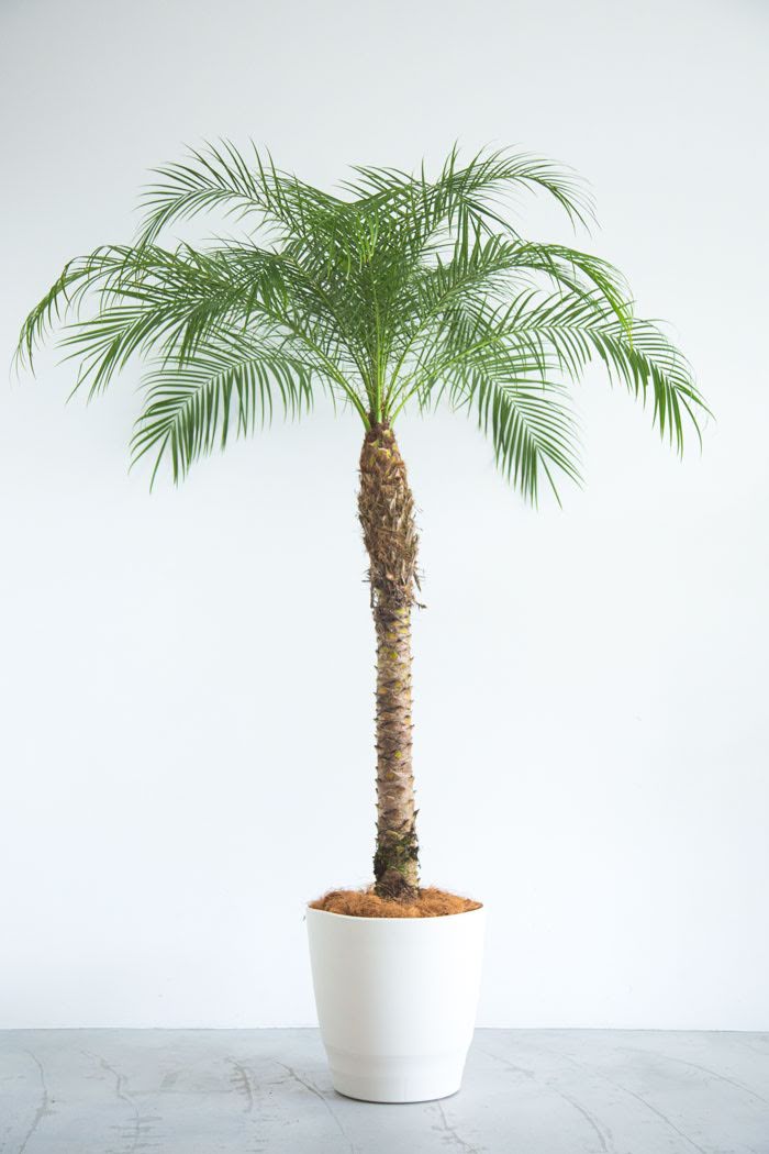 観葉植物 フェニックスロベレニー（10号鉢）の写真3枚目