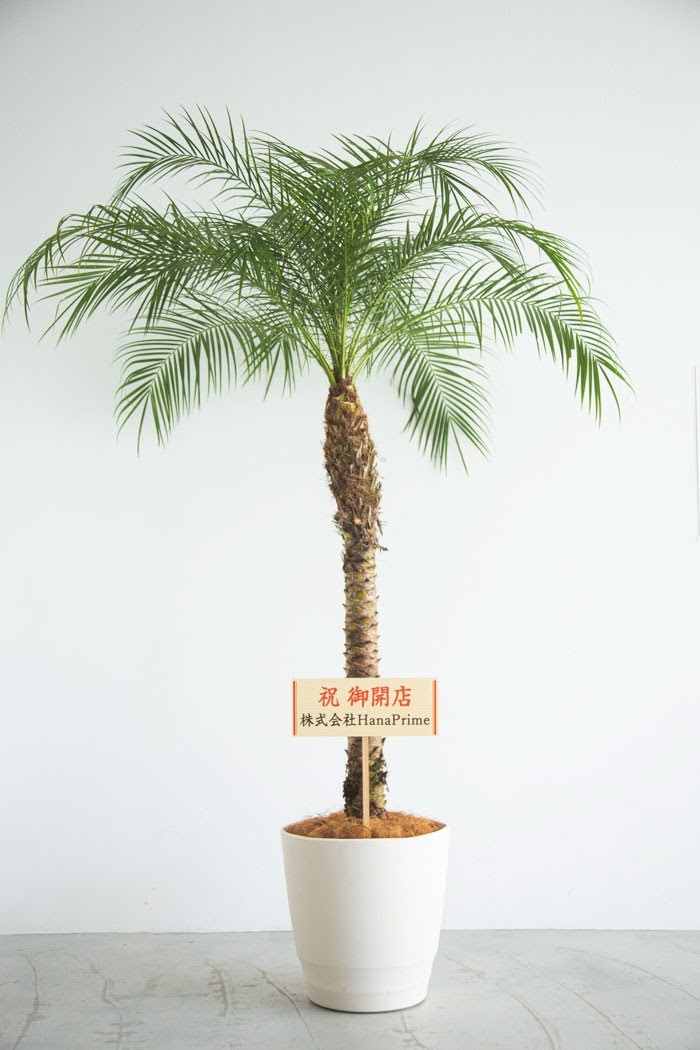 観葉植物 フェニックスロベレニー（10号鉢）