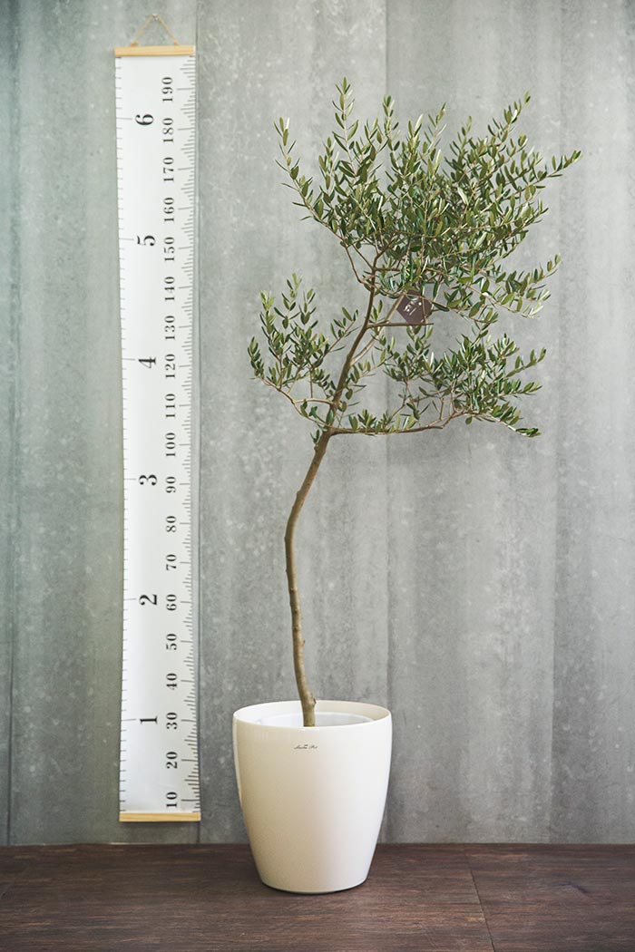 観葉植物 オリーブの木(創樹) ※1点物(10号鉢)①