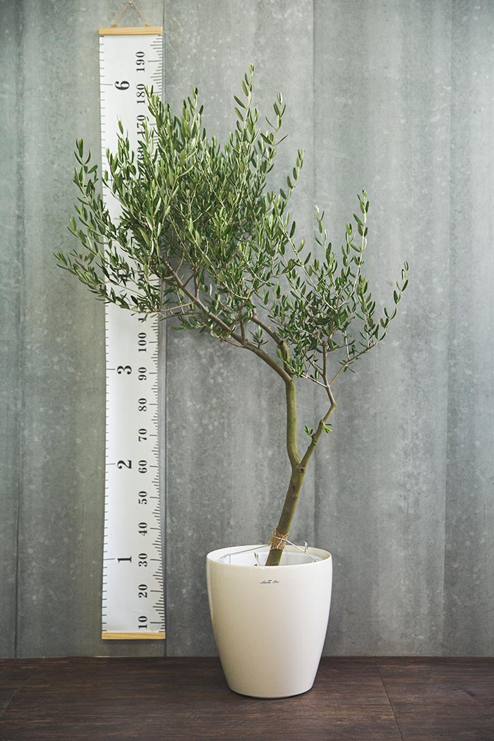 観葉植物 オリーブの木(創樹) ※1点物(10号鉢)③
