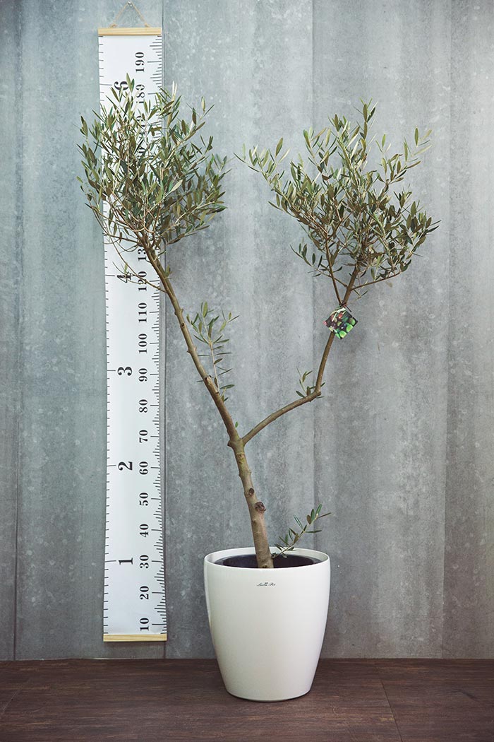 観葉植物 オリーブの木(創樹) ※1点物(10号鉢)④