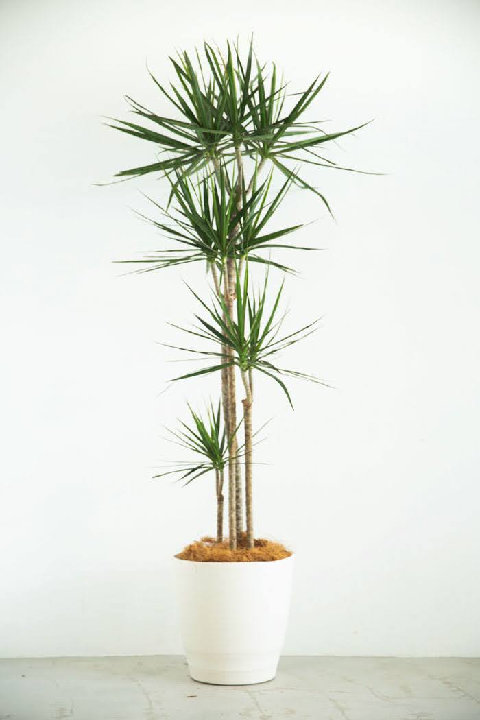 観葉植物 ドラセナ コンシンネ（10号鉢）の写真1枚目