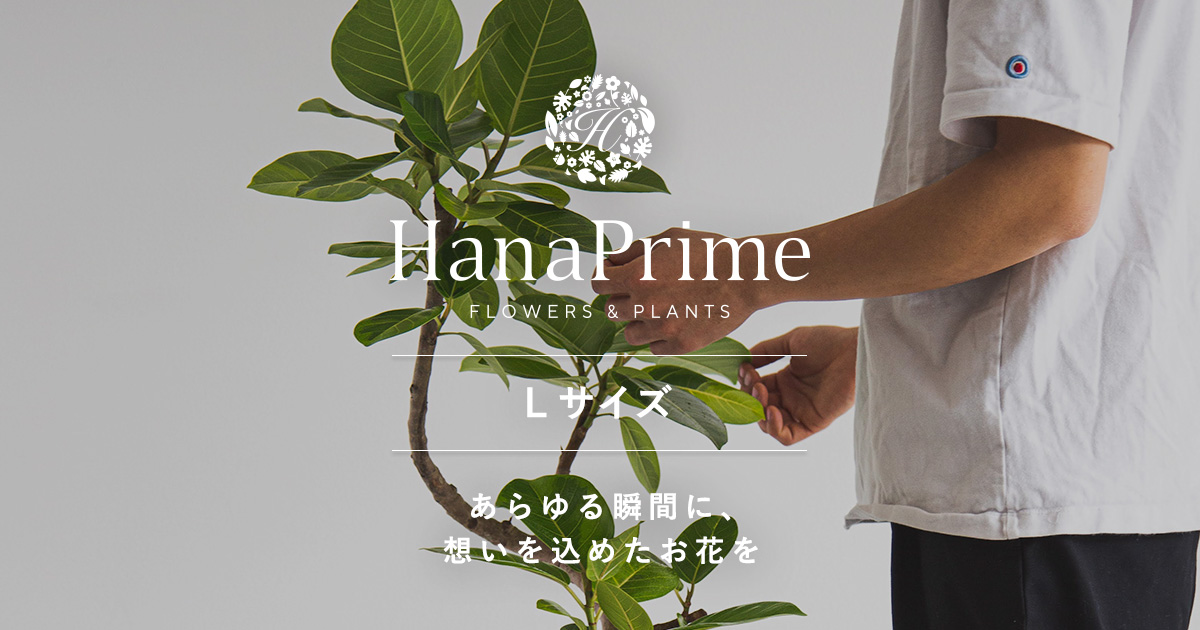Lサイズの観葉植物（8号鉢）100cm～150cm｜HanaPrime（ハナプライム）
