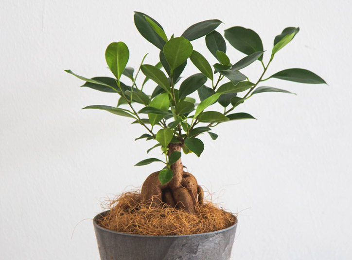 父の日に贈る観葉植物