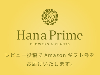 レビュー投稿でAmazonギフト券をお届けいたします。