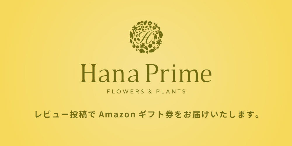 レビュー投稿でamazonギフト券をお届けいたします 公式 Hanaprime 花と植物のギフト通販 レビュー投稿でamazonギフト券をお届けいたします 公式 Hanaprime 花と植物のギフト通販