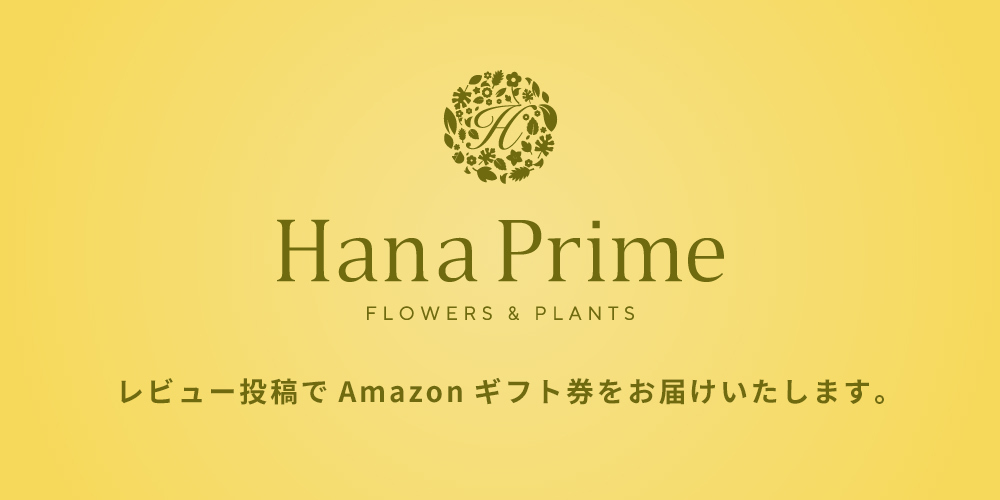 レビュー投稿でamazonギフト券をお届けいたします 公式 Hanaprime 花と植物のギフト通販