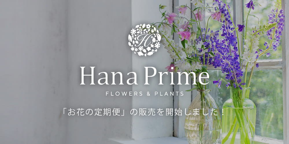 お花の定期便」の販売を開始しました！｜【公式】HanaPrime｜花と植物のギフト通販