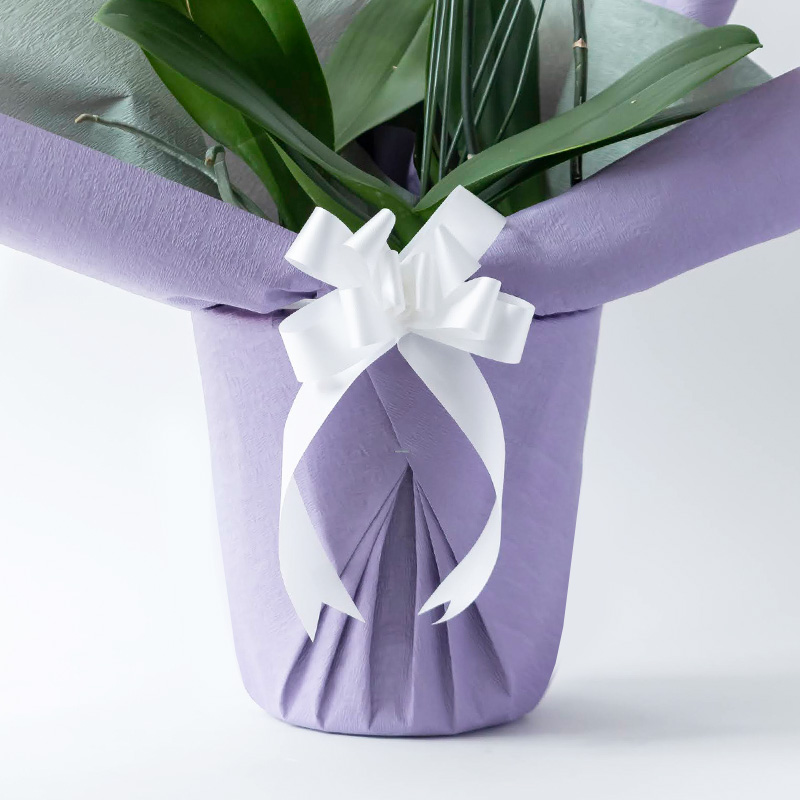 お供え花 ミディ胡蝶蘭 2本立ち アマビリス｜HanaPrime（ハナプライム）