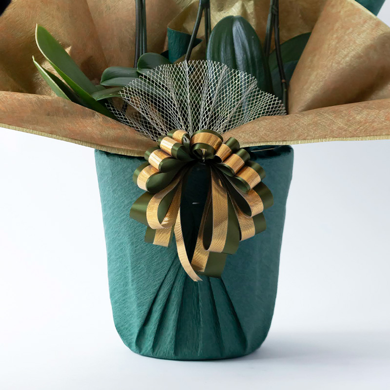 胡蝶蘭 大輪 54輪～57輪 3本立ち 白｜HanaPrime（ハナプライム）