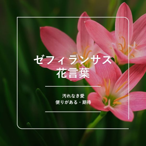 ゼフィランサスの花言葉｜名前の由来