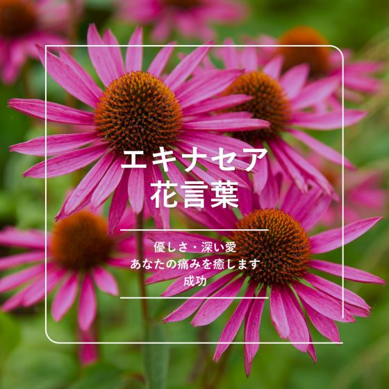 エキナセアの花言葉｜名前の由来