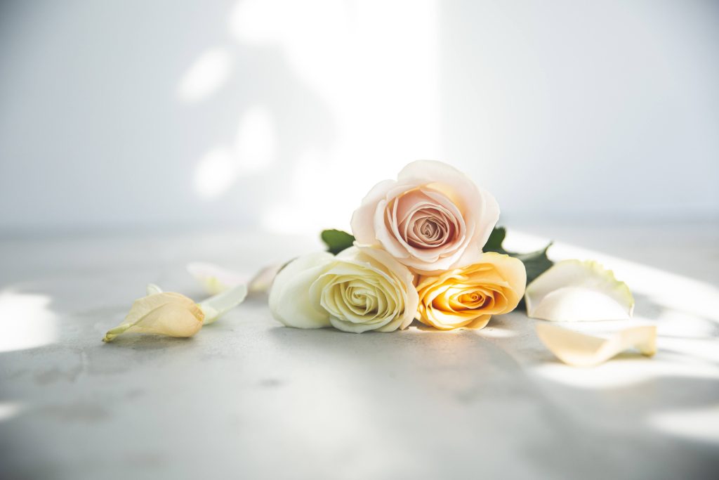 プロポーズに贈るバラは花形も意味を持つ