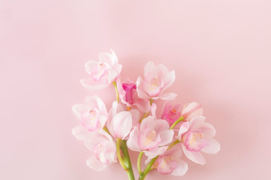 【お正月におすすめの花・植物3】四君子として称えられる蘭の花「胡蝶蘭・シンビジウム」