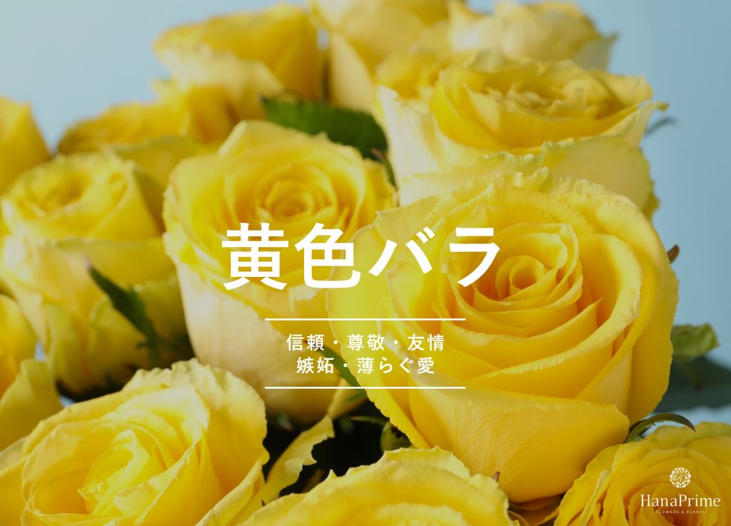 黄色のバラの花言葉