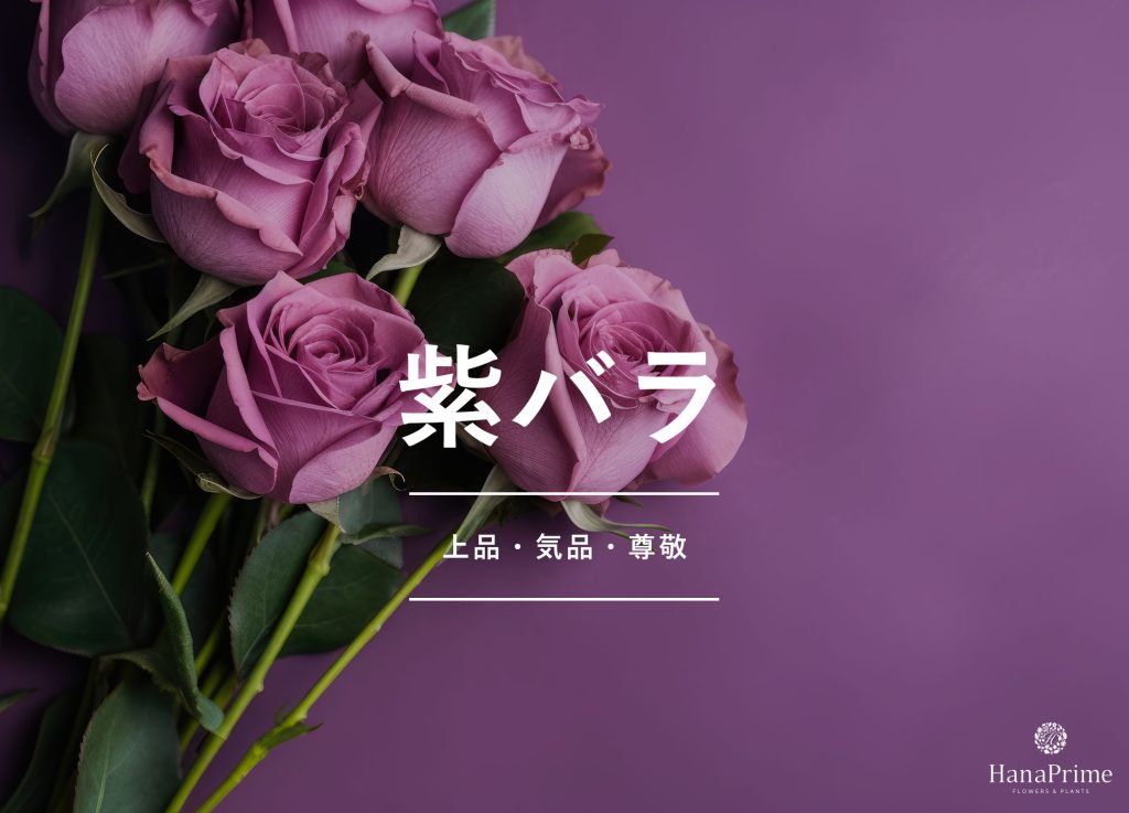 紫色のバラの花言葉
