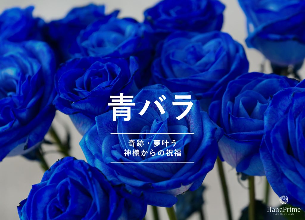 青いバラの花言葉
