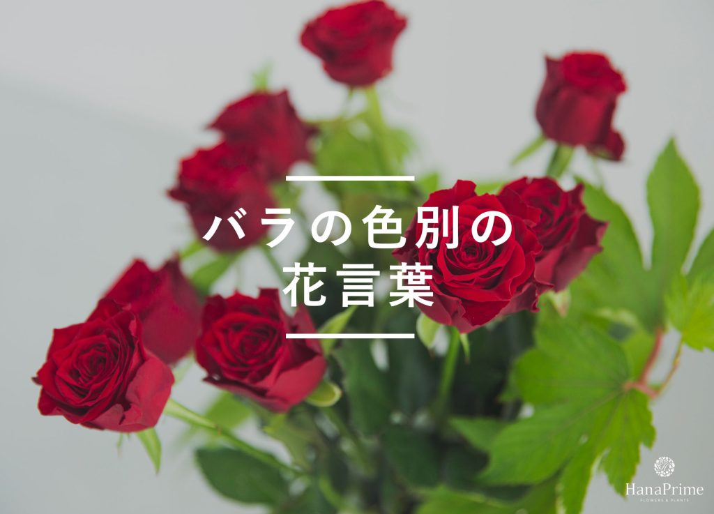 本数別のバラ（薔薇）の花言葉