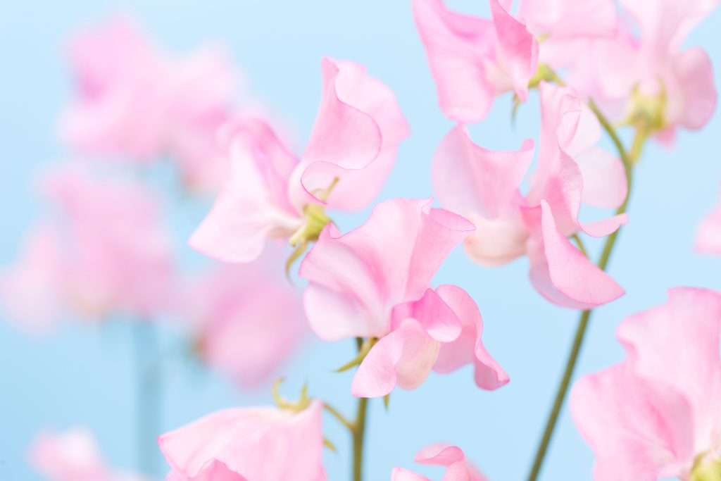 春に飾るおすすめの切り花②　甘い香りの「スイートピー」