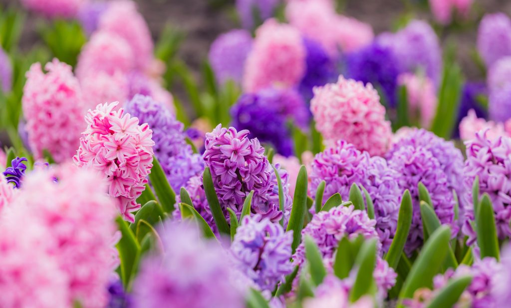 春に飾るおすすめの切り花⑥　甘い香りが魅力の「ヒヤシンス」
