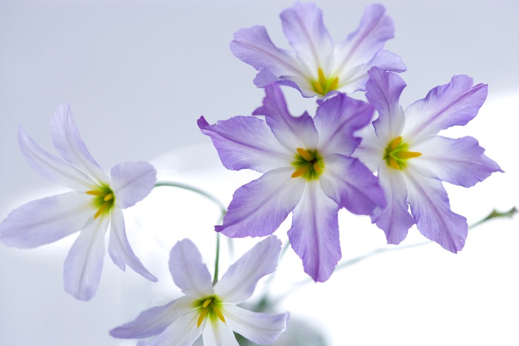 春に飾るおすすめの切り花⑧　品のある甘い香りの「リューココリーネ」