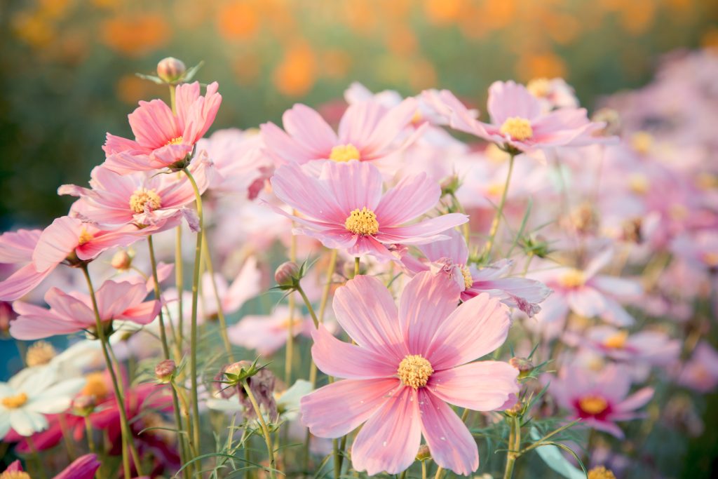 ①「コスモス」は秋を代表する桜に似た花