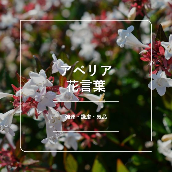 アベリアの花言葉｜名前の由来