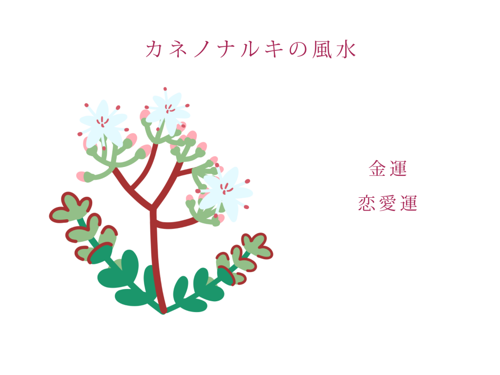 カネノナルキ（金のなる木）の風水効果