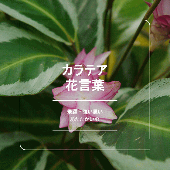 カラテアの花言葉｜名前の由来