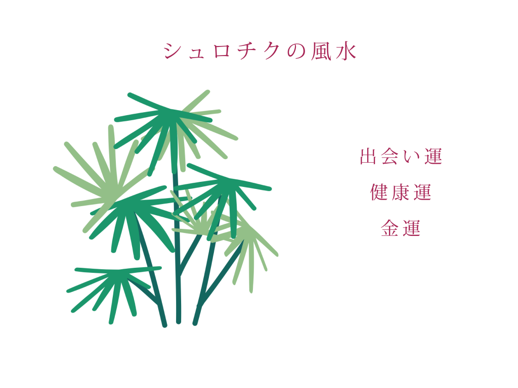 シュロチクの風水