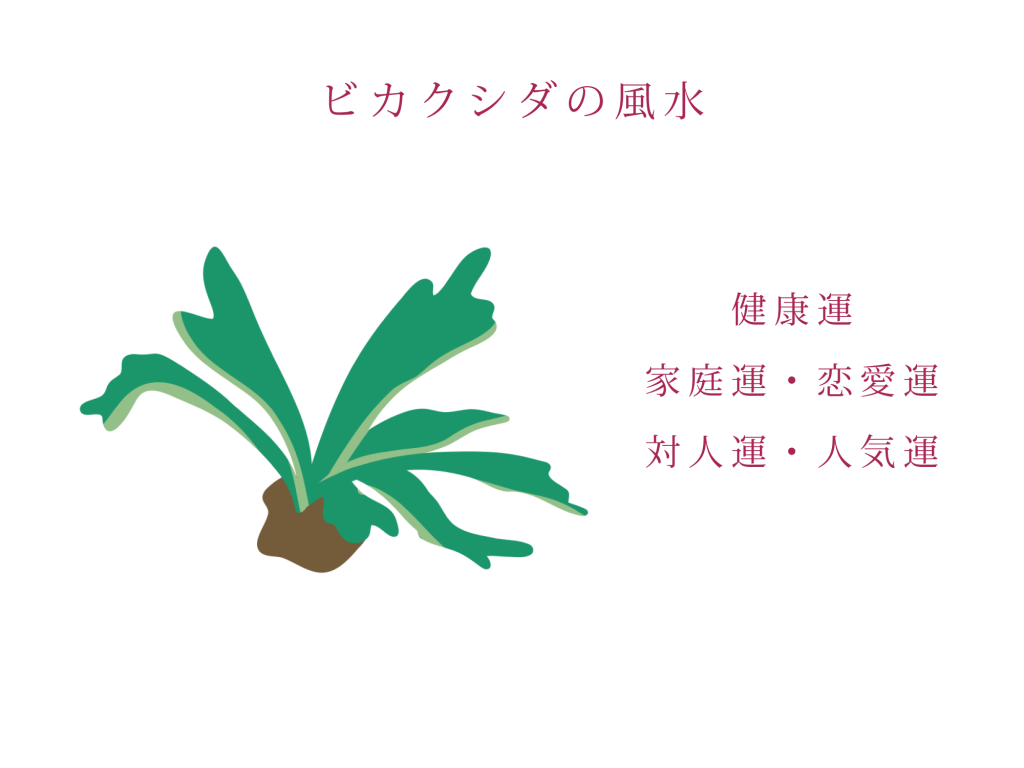 ビカクシダ(コウモリラン)の風水