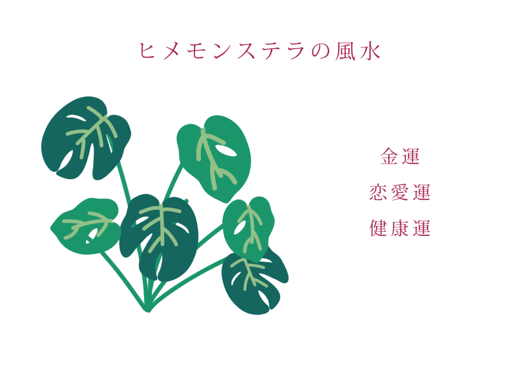 ヒメモンステラの風水