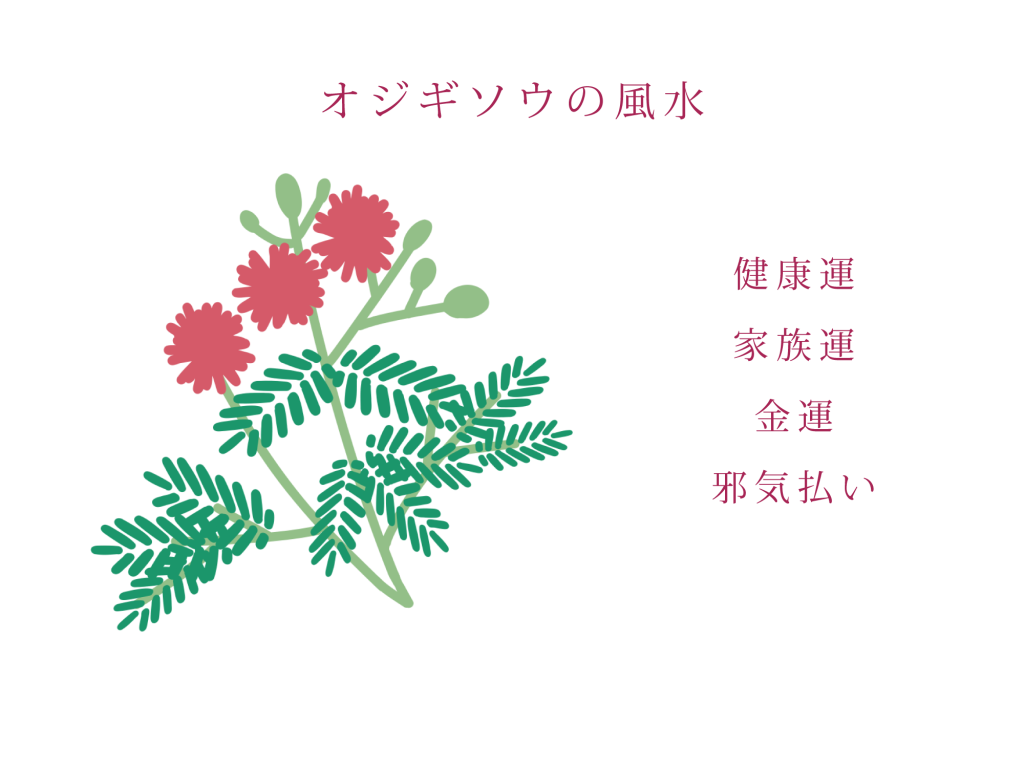 オジギソウの風水