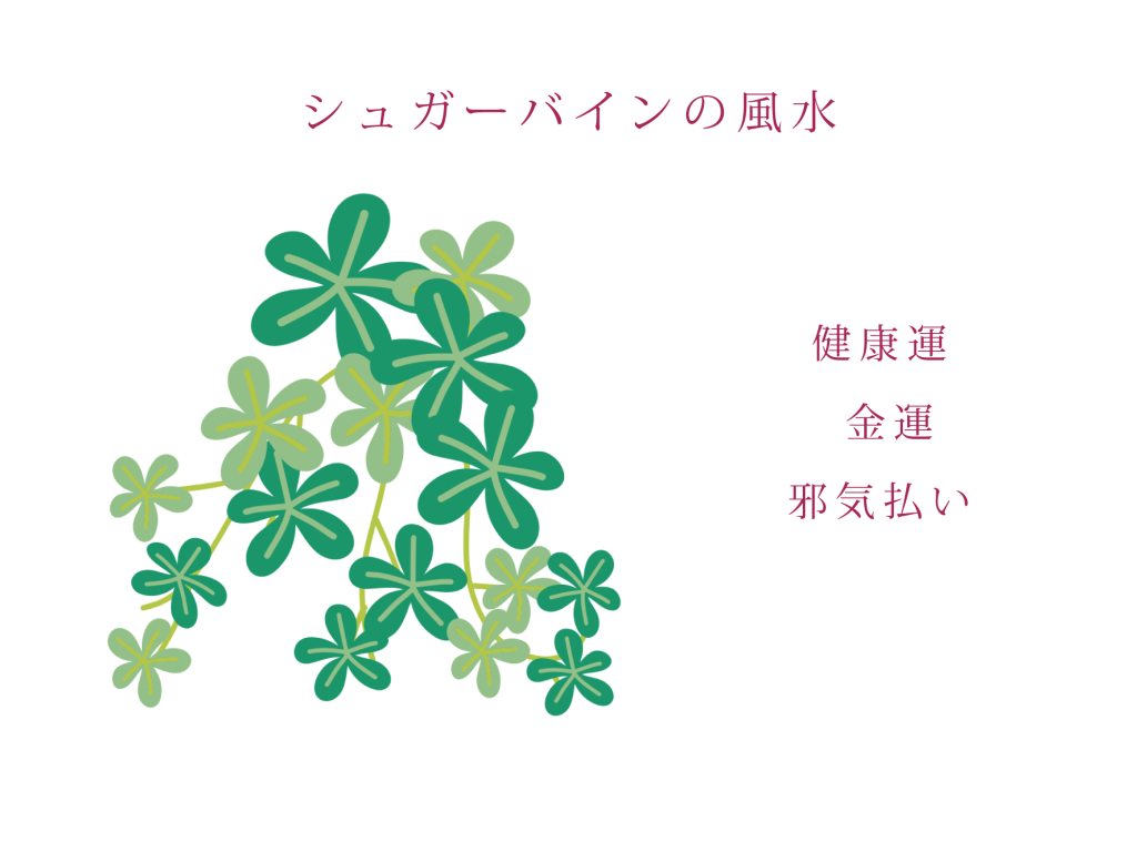 シュガーバインの風水