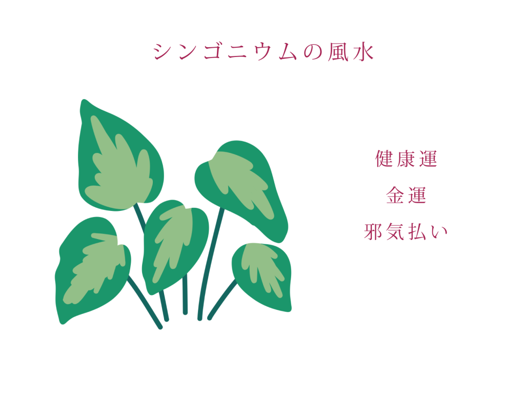 シンゴニウムの風水