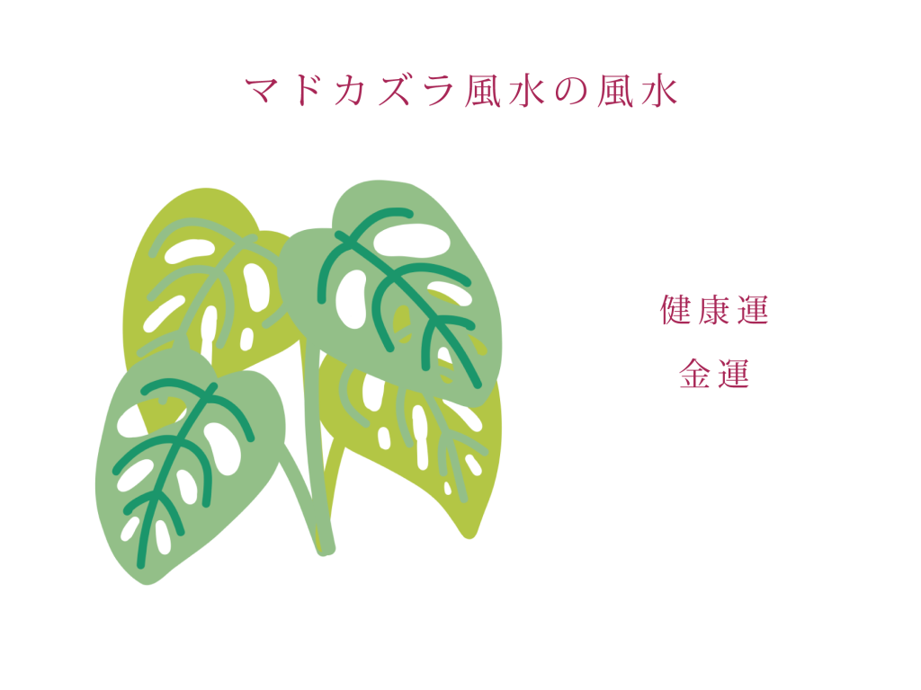 マドカズラの風水