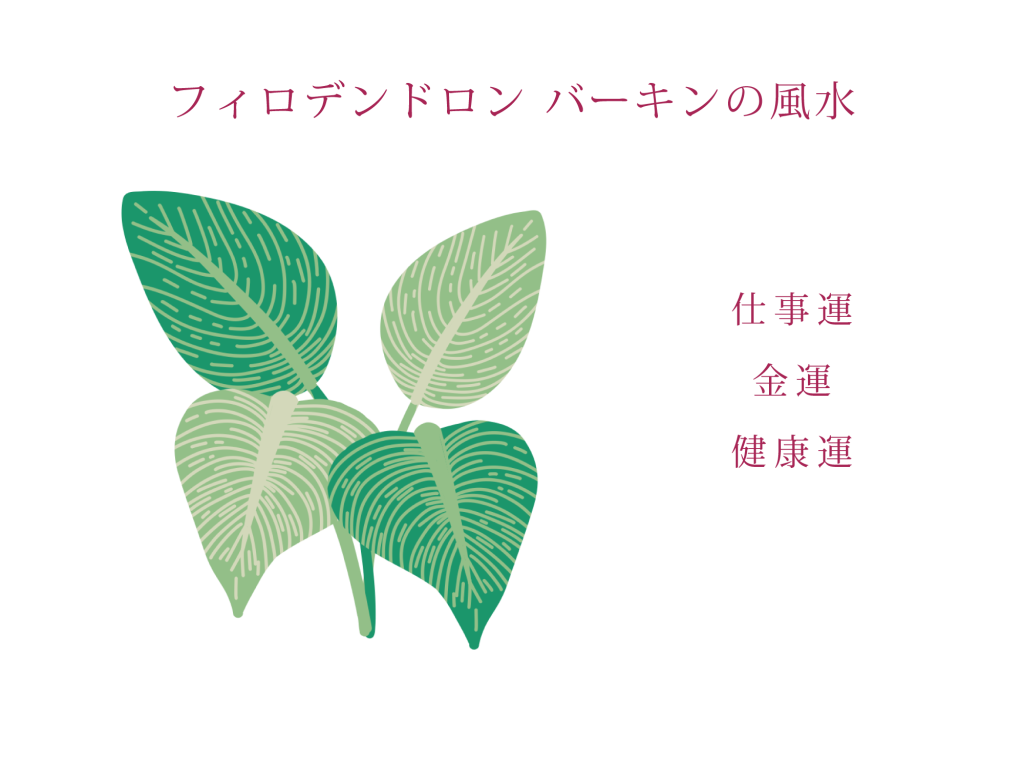フィロデンドロン バーキンの風水