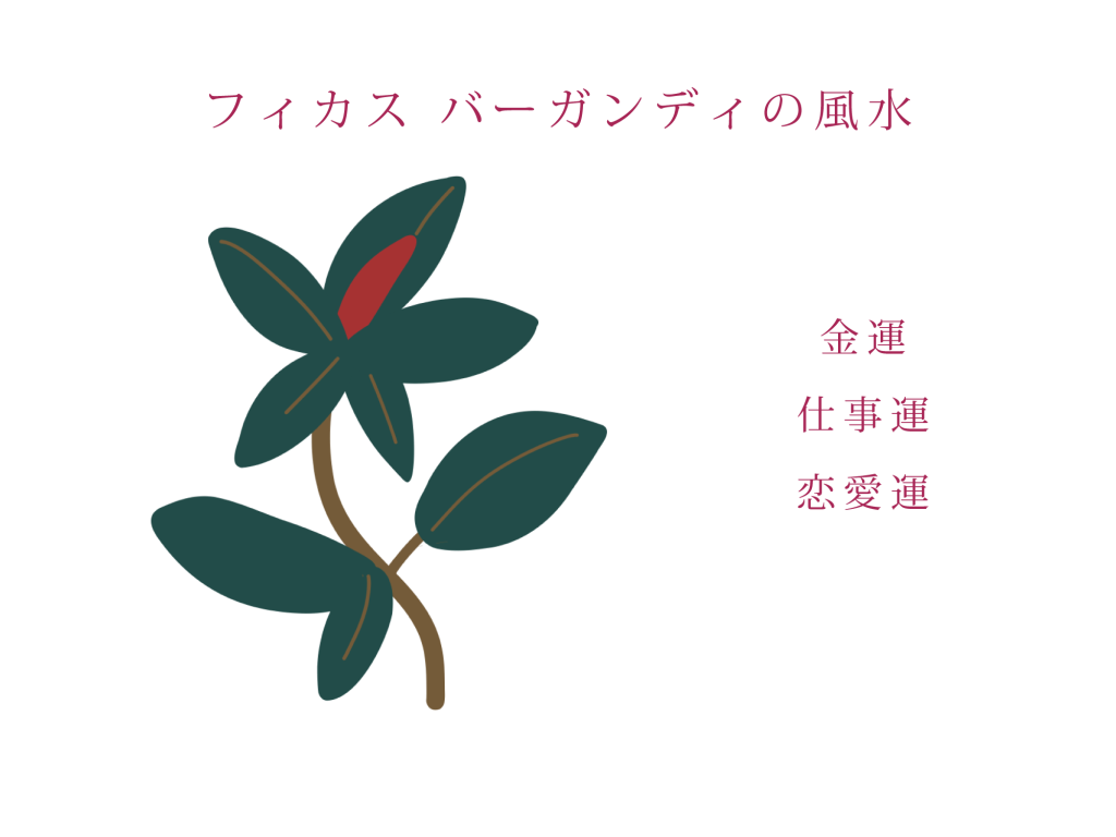フィカス バーガンディの風水