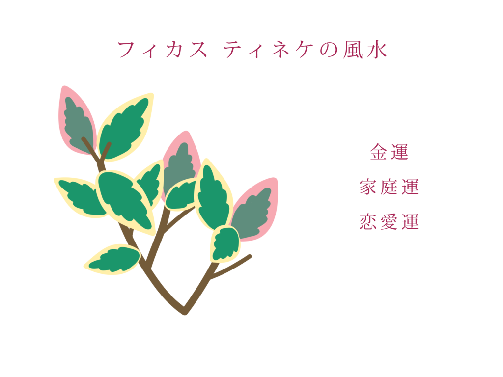 フィカス ティネケの風水