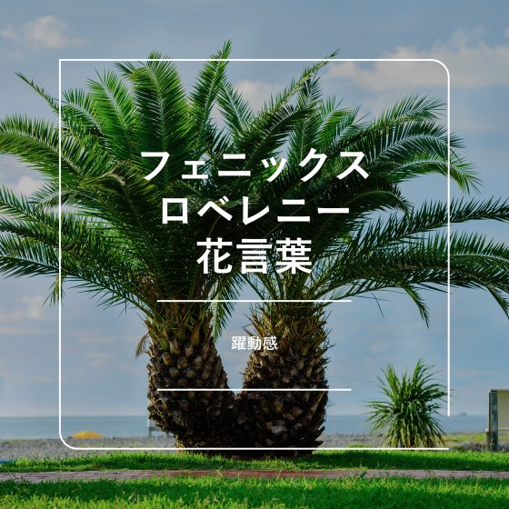 フェニックス ロベレニーの花言葉と風水効果